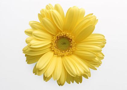 菊花的品种与颜色