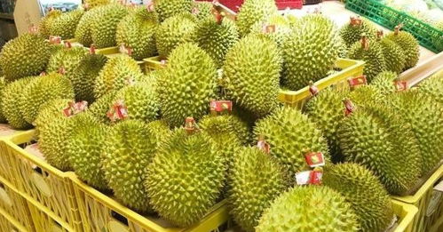 雪松种子，网购还是实体店？