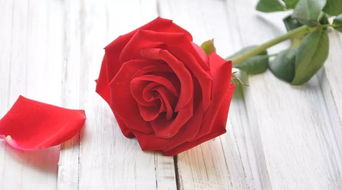 第五步：冰箱冷藏法