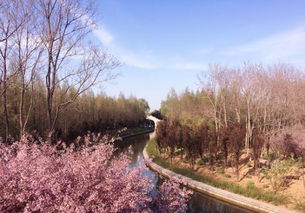 花开时节动京城，美不胜收