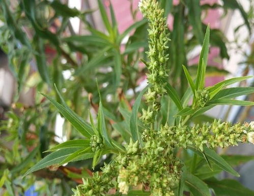 神草大揭秘：不打理也嫩美的不要不要的！