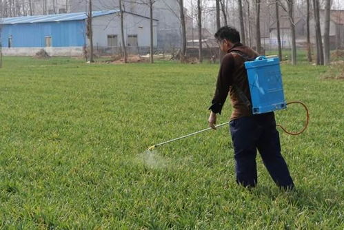 加盐除草效果怎么样？