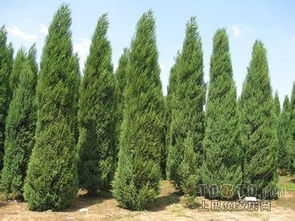 它有什么独特的生长习性和用途？