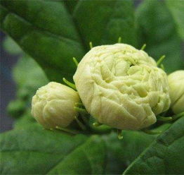 虎头茉莉冬天怎么养护？如何保证其安全越冬