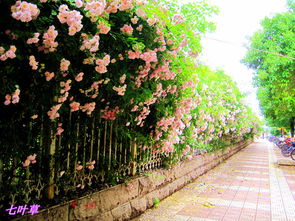 南阳白河岸淯阳桥台地增植树状月季， 选择品种的纠结之旅