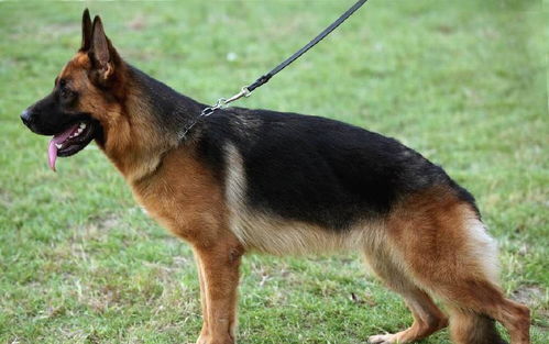 如何养殖狼狗以促进其健康成长与强壮体魄？