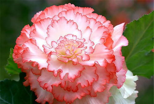 球根海棠：不为人知的美丽