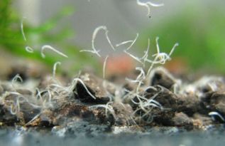 昙花生虫如何有效防治，有哪些具体处理方法
