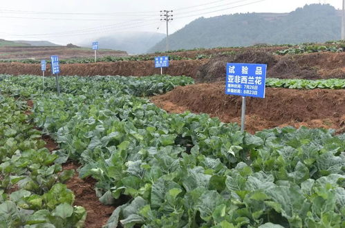 高山蔬菜， 新鲜又营养