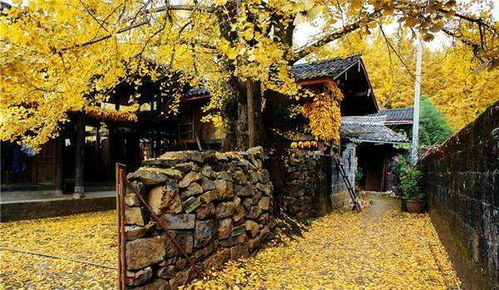 庭院里的绿色宝藏：果树篇