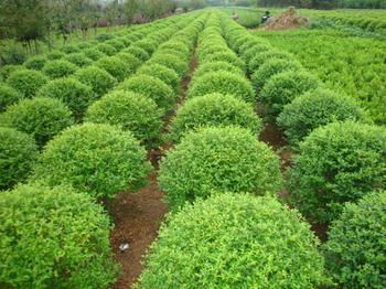 探寻绿色美景花卉种植基地附近的神秘花海