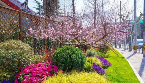 适合校园栽种的花草易养活