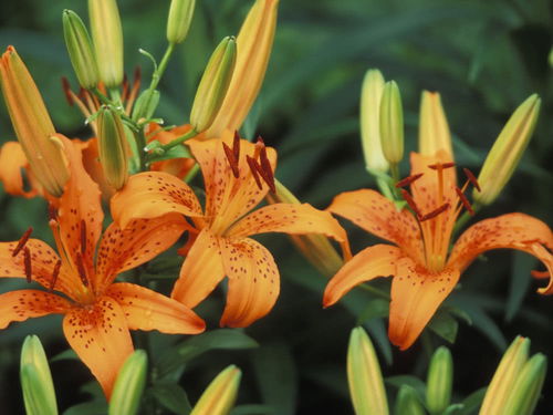 寒潮将至，种草学问大