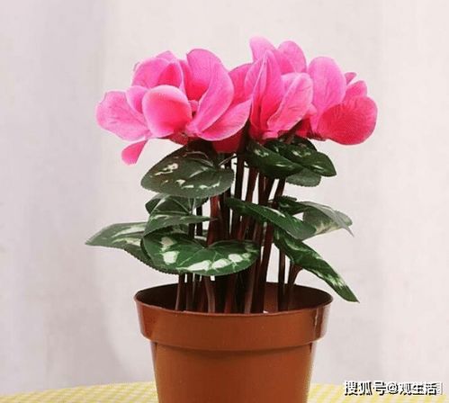 仙客来叶子下垂，是浇水过多吗