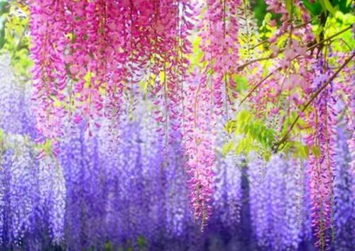紫藤——三月初绽放的紫色奇迹