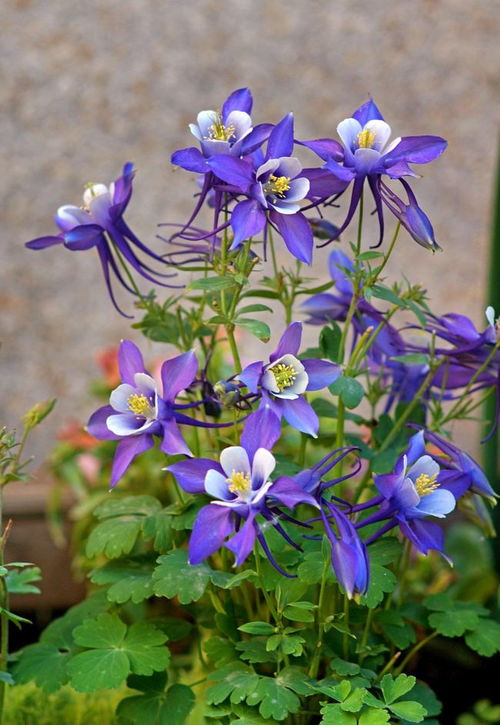 猫爪花， 花如其名，美丽动人
