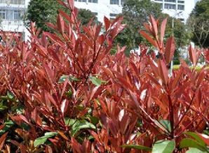 优点一：颜色好堪