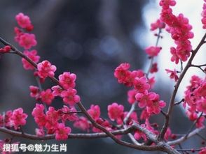 水梅花草本，多品种爆款，草本花卉新宠