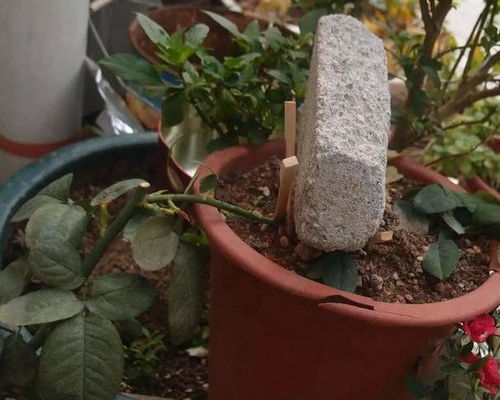 浇水难题的解决之道：坐盆法