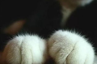 猫咪的日常卫生护理：爱护你的小猫咪