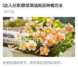 干支杜鹃怎么养才能开花？养花达人告诉你