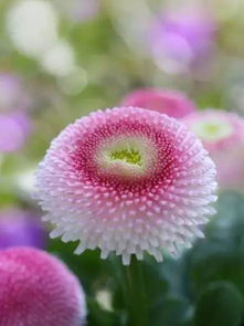 生日花占卜：你的爱情花是什么