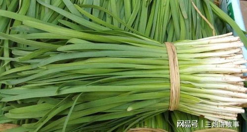 韭菜：割一茬又一茬，生生不息