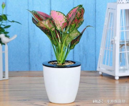 家里水培嫩种哪些草？