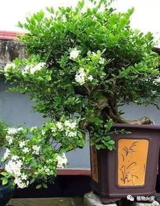 九里香花香气袭人，它的美丽与寓意究竟有什么特殊之处呢