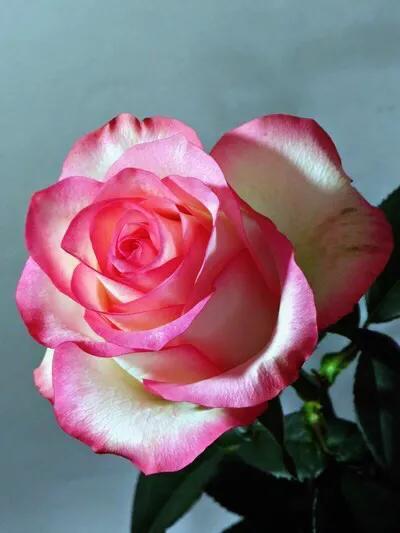 开花勤奋，四季花开不停