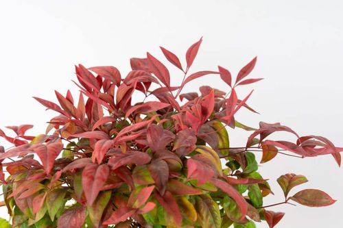 湖南冬天适合养什么植物