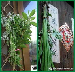 菖蒲在农村叫什么