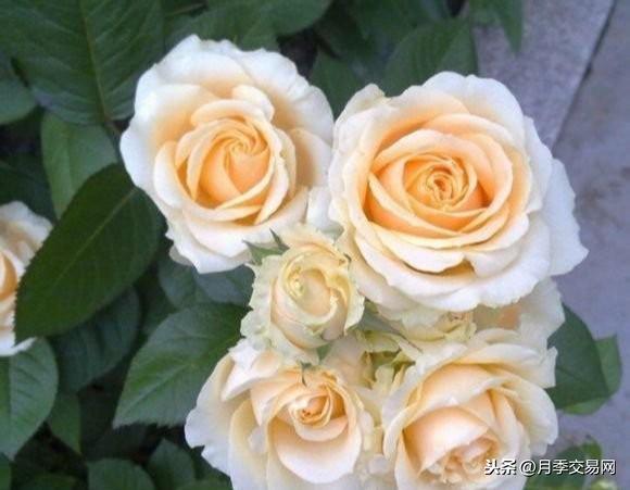 无名的裘德月季， 多头开放的美