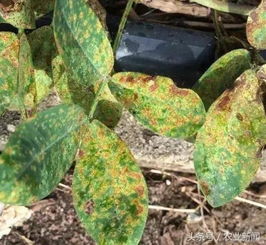 花生锈病防范方法大揭秘！满丰花生服务平台推荐有效措施