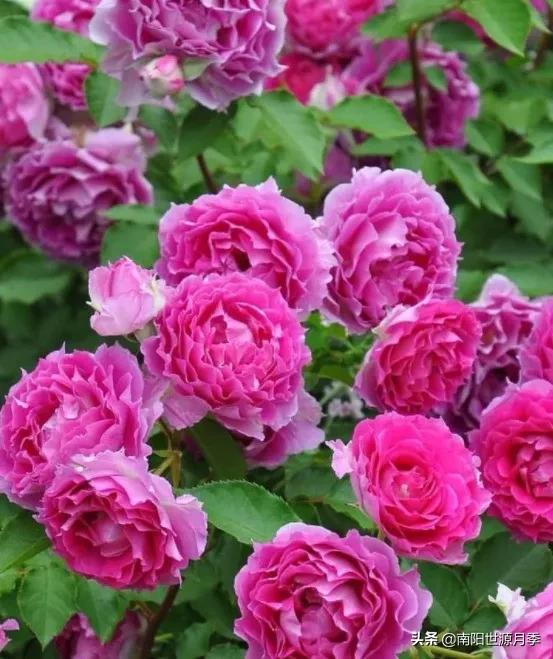 藤本月季品种：大游行