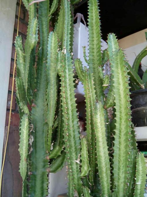 霸王鞭适宜在哪种土壤中生长，最适合霸王鞭种植的土壤类型是什么