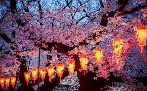 日本樱花，春日绝美，绽放如云！