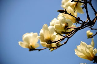 白玉兰：纯洁无瑕的使者