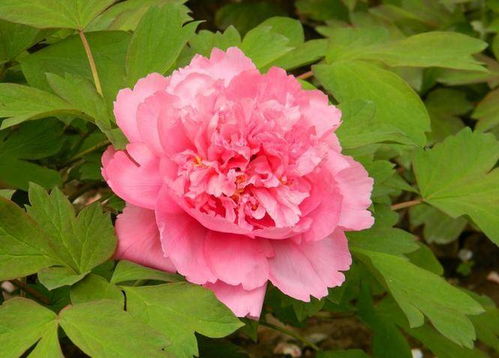 牡丹花如何养护才能使其旺盛生长，有哪些栽培技术要求