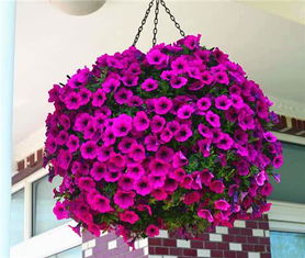 银柳花的养护心得分享