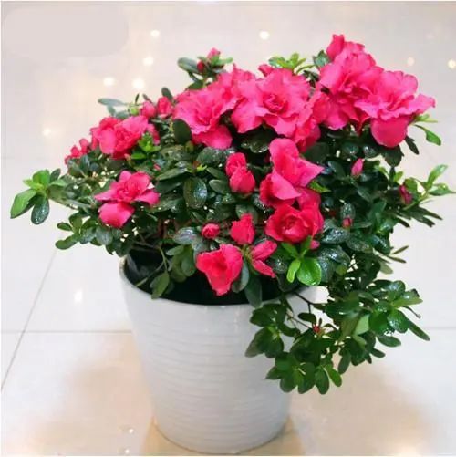 春季分盆蕞佳：新芽萌动前是时候了