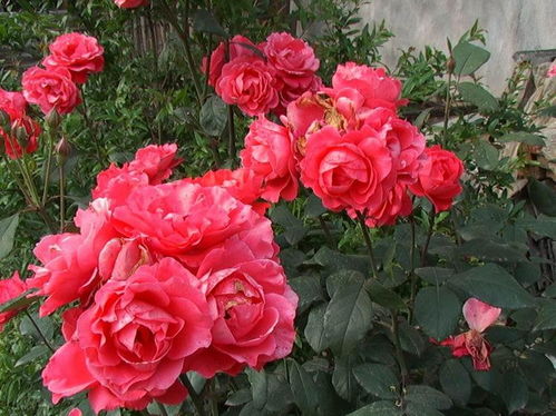 月季苗为何速枯？揭秘选购技巧