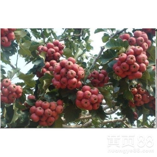 春季种植，生机盎然