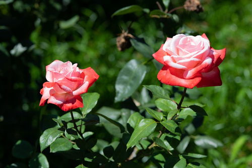 月季花产地之谜