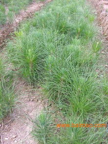 湿地松苗木价格，你了解多少？