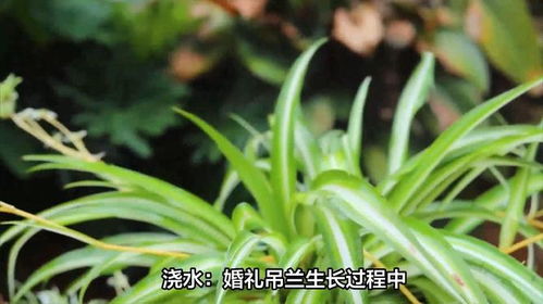 养殖技巧：鸭跖草吊兰高效养护指南