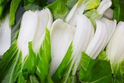 中原春节后蔬菜种植指南