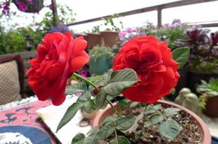 旋律月季的旋律真谛