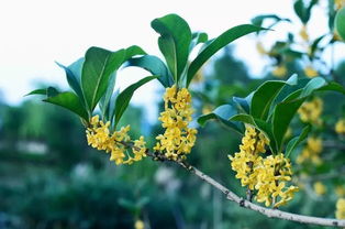 桂花四季开放的秘密是什么？桂花在哪个季节会持续盛开