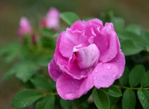 用玫瑰花枝条种植方法如下